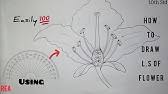 How to draw longitudinal section of flower in easy steps how do organisms reproduce. How To Draw Longitudinal Section Of Flower How To Draw Flower Diagram Step By Step Youtube