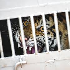 Mereka harus menundukkan 3 macan penjaga dona yaitu togap, neneng dan ezra. Hap Harimau Sumatra Akhirnya Masuk Perangkap Usai Memangsa 7 Ternak Regional Liputan6 Com