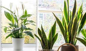 Houseplants Most Dangerous Plants To