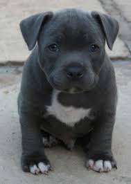 While once physically identical, the american pit bull terrier and the american staffordshire terrier are now two distinct breeds, but are both bred for their tenacity, athleticism, and. Find Stunning Blue Staffordshire Bull Terrier Puppies For Staffordshire Bull Terrier Puppies Staffordshire Terrier Puppy American Staffordshire Terrier Puppies