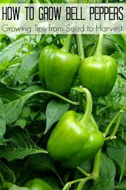 how to grow green bell peppers