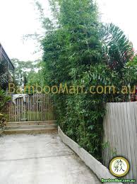 bamboo plants for hedging fence