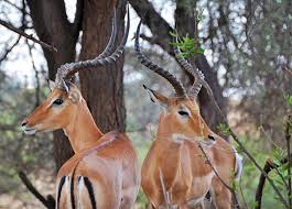 Gazelles Vs Antelopes What Is The Difference Tanzania