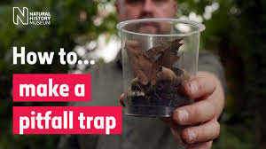 a pitfall trap to catch insects