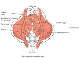 pelvic floor muscle function and