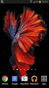 betta fish live wallpaper for android