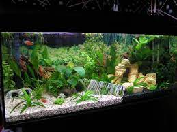 Related image | Tropical fish tanks, Cool fish tanks, Fish tank decorations gambar png