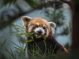 red pandas facts and photos