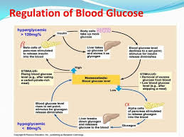 Insulin Glucose Flow Chart Www Bedowntowndaytona Com