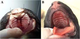 cleft palate in one day old puppies
