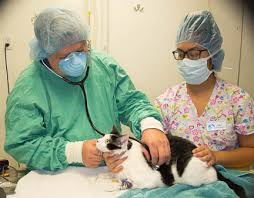 The local anesthetics commonly used in cats are lidocaine and bupivicaine. Anesthesia In Animals Anesthesia For Dogs And Cats Long Beach Animal Hospital