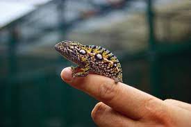 carpet chameleon breeding reptiles