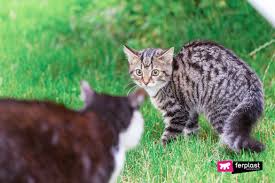 In general male cats, particularly if they are not neutered, tend to roam further and are more likely to fight but this is not a hard and fast rule. Do Cats Play Or Fight How To Understand Feline Behaviour