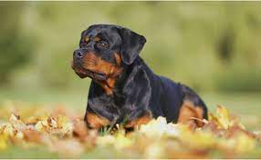 rottweiler guide learn about their
