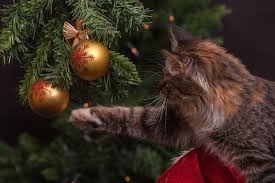 Diagnosis of citrus poisoning in cats How To Keep Your Cat Away From The Christmas Tree Argos Pet Insurance