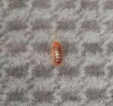 carpet beetle larvae on car seats all