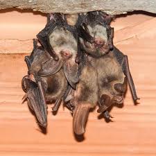 bat removal covenant wildlife removal