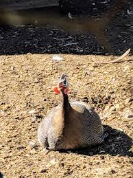 Please download one of our supported browsers. The Guinea Fowl At My Farm The Martha Stewart Blog