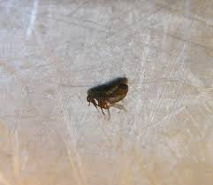 fleas but no pet colonial pest control