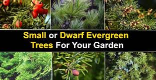 Choosing ideal trees for small gardens. 15 Small Or Dwarf Evergreen Trees For Your Garden With Pictures