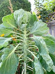 Grow Bug Free Brussel Sprouts From Seed