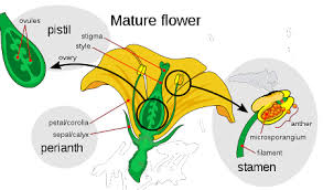 male female parts of a flower