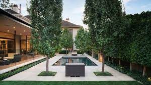 Best Trees For Privacy Shade And More