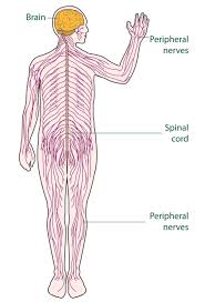 The cns takes signals from the peripheral. Imagen Esquema Explicativo Sobre Como Esta Formado El Sistema Nervioso Nervous System Diagram Nervous System Nervous System Organs