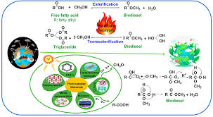 Catalytic Ion Of Biodiesel