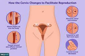 what does a fertile cervix look and