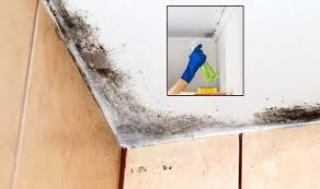 Cleaning Tips To Remove Ceiling Mould