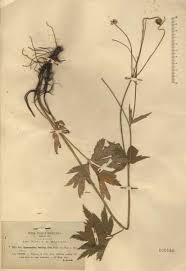 Ranunculus brutius Ten. - Portale della Flora d'Italia / Portal to the ...