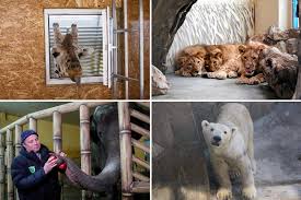 Harrowing photos show tormented animals trapped in bombed zoos as Putin's  butchers invade Ukraine | The Irish Sun