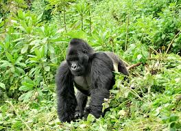 Endangered Eastern Gorilla Facts