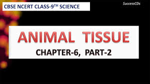 Ncert Books Class 9 Science Animal Tissues Tissues Part 2