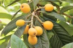 What is the lifespan of a loquat tree?