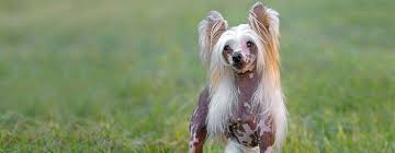 How to lose a guy in 10 days dog type. 5 Sleek Elegant Hairless Dog Breeds Purina