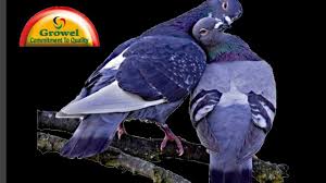 pigeon caring keeping growel agrovet