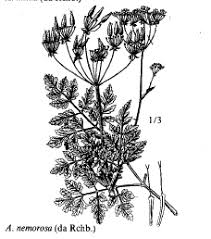 Sp. Anthriscus nemorosa - florae.it