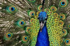 Cari & pilih 80.000 gratis gambar cantik, download gambar bunga cantik dan indah, cewe cantik & lainnya. 10 Burung Tercantik Di Dunia Dengan Berjuta Pesona Ivan Runa