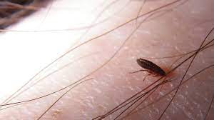 can fleas live in a carpet