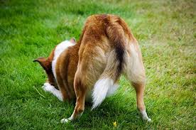 740+ Buttocks Dogs Stock Photos, Pictures & Royalty-Free Images - iStock