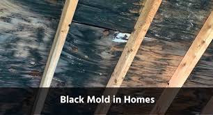 can i stay in my house with black mold