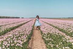 where-can-i-see-tulip-fields-for-free