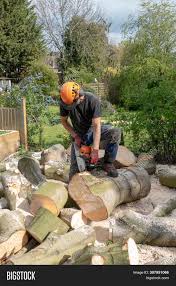 Drive the wedge in and finish the cut, being sure not to touch the felling wedge with the blade. Tree Surgeon Arborist Image Photo Free Trial Bigstock