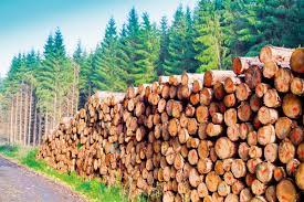 Pădurile aduc profit şi ca lemn de foc