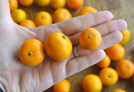 the calamondin fruit part 1 make the