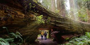 best places to see redwoods via