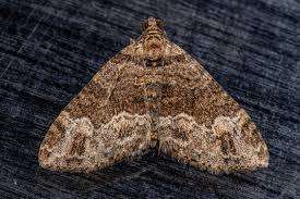 carpet moth stock foto adobe stock