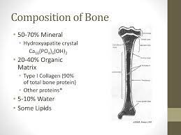 ppt composition of bone powerpoint